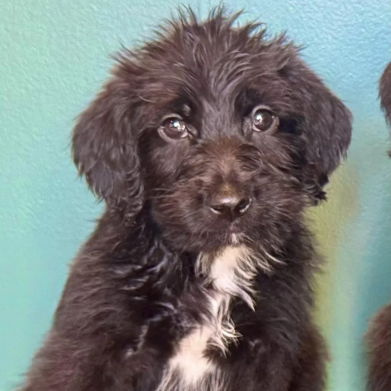 A baby medium-sized female Black Labrador Retriever dog named Daisy for adoption in Duck River, TN
