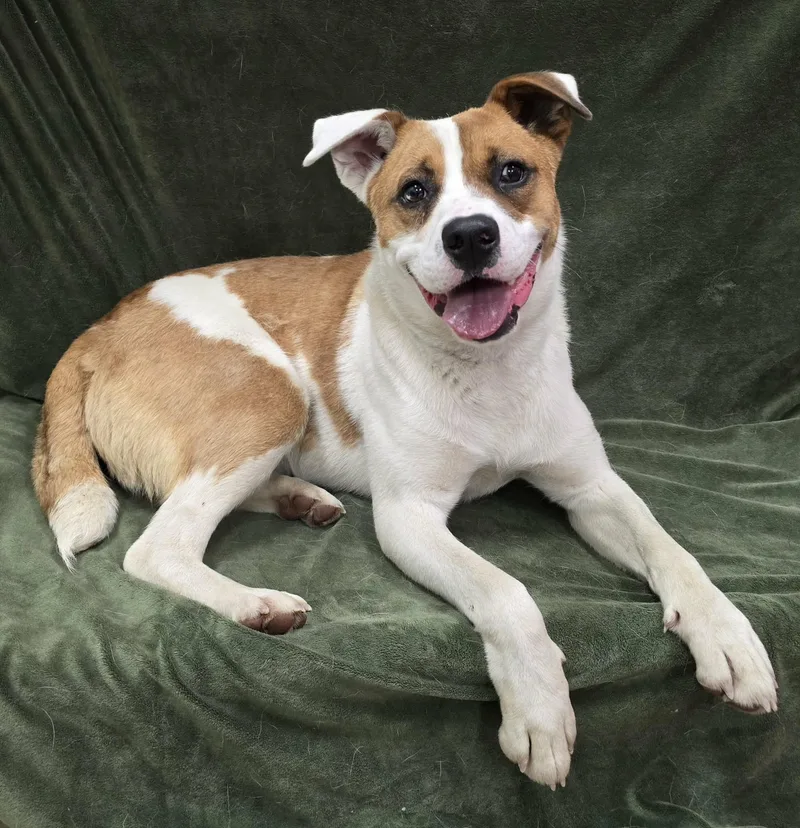 An adult large-sized male Mixed Breed dog named Christo for adoption in Frankfort, IN