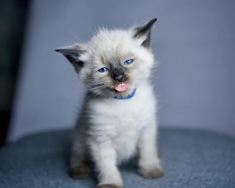 A baby small-sized male Siamese cat named Astroid for adoption in Bethel Park, PA