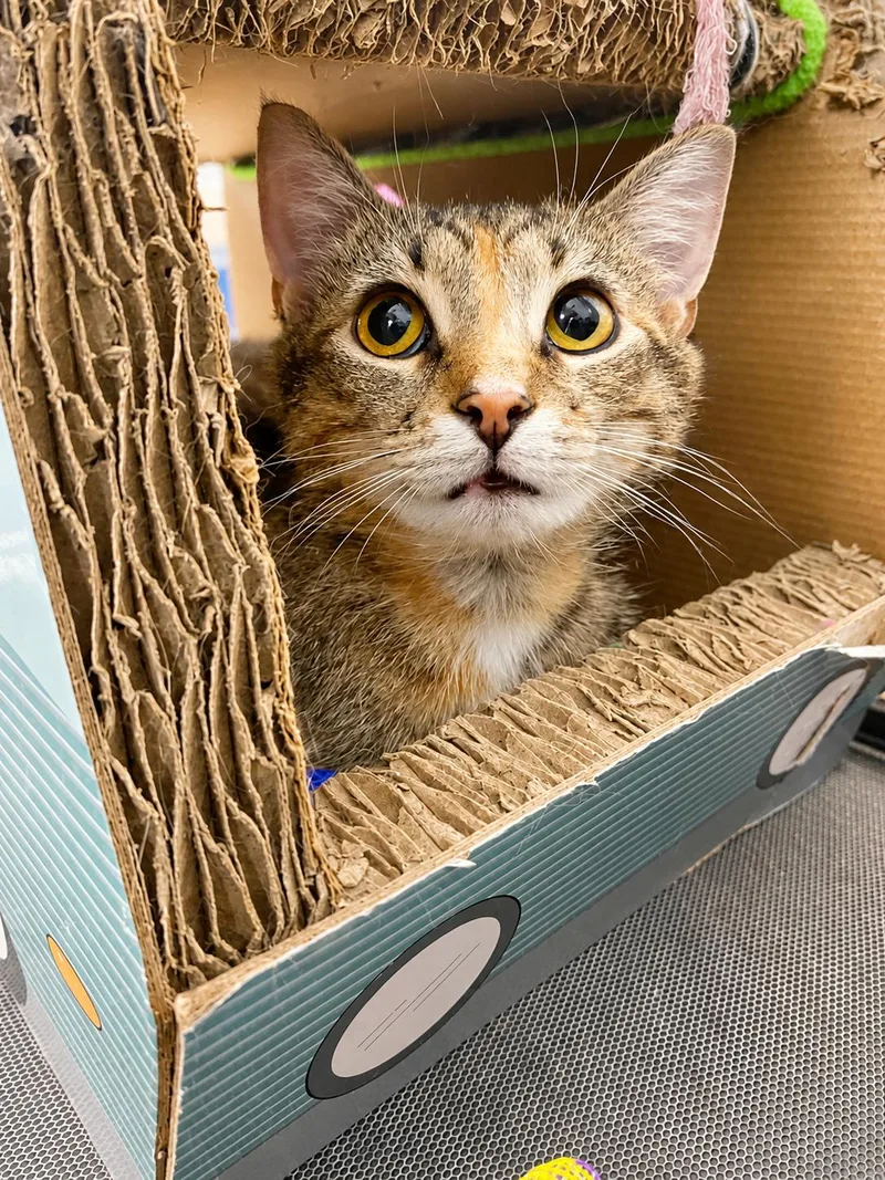 An adult medium-sized female Domestic Short Hair cat named Ellie for adoption in Pickerington, OH