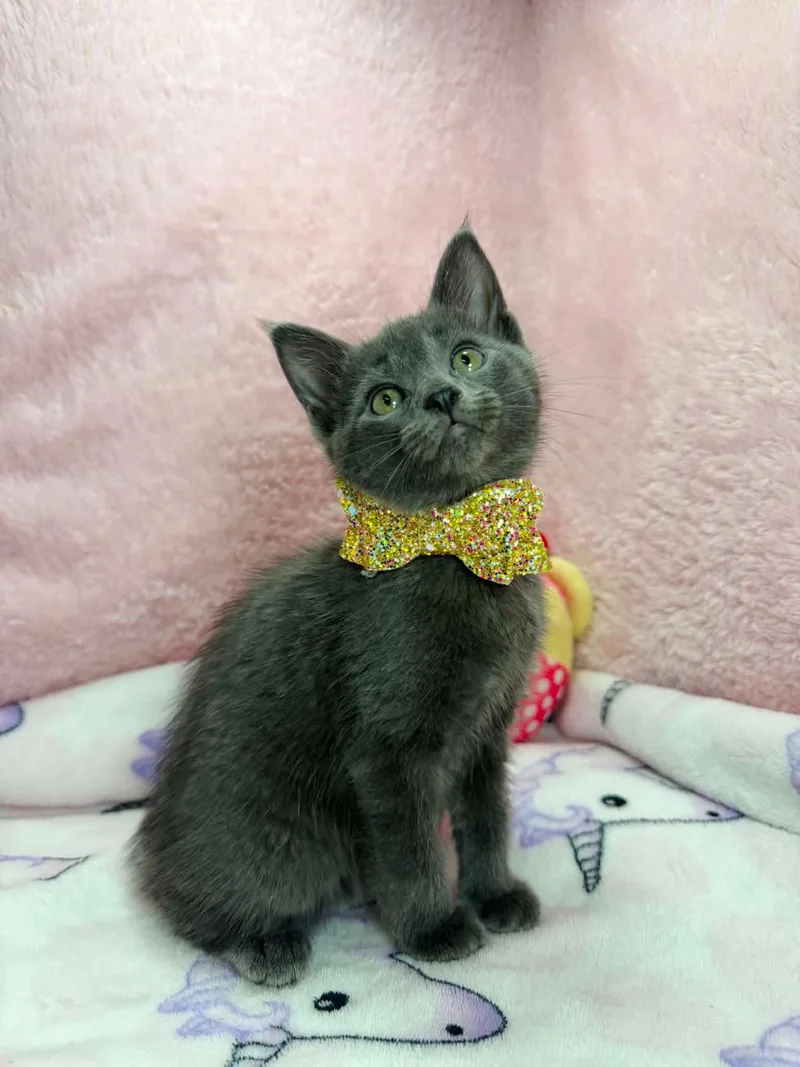 Meredith