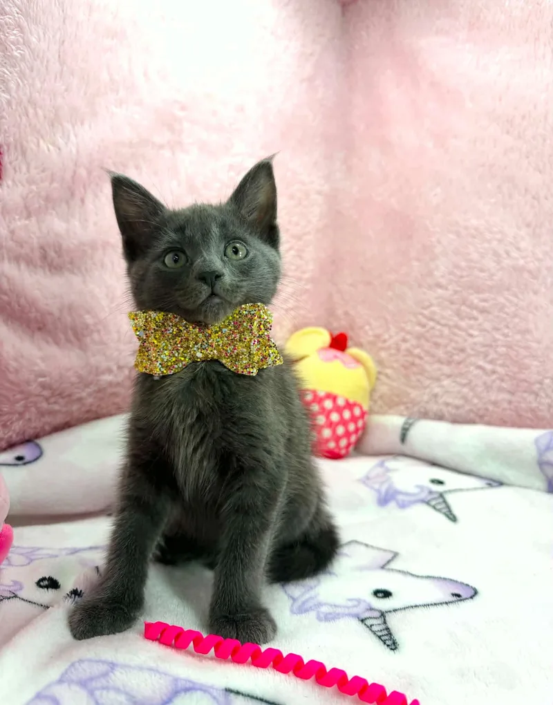 Meredith thumbnail 2