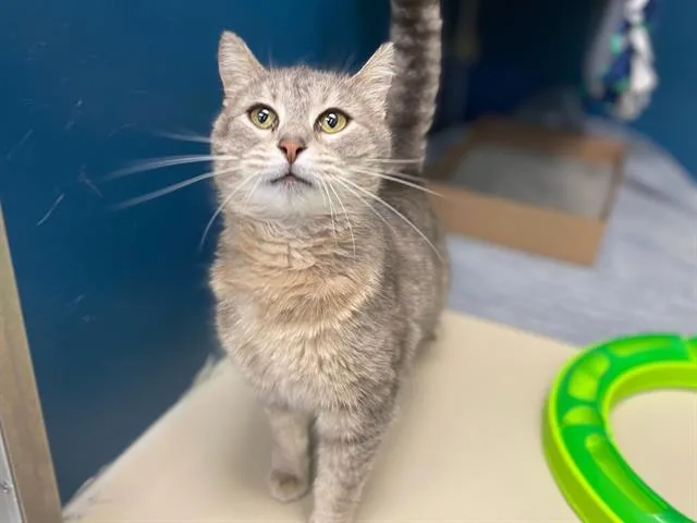 An adult small-sized female Domestic Short Hair cat named Lena for adoption in Fort Wayne, IN