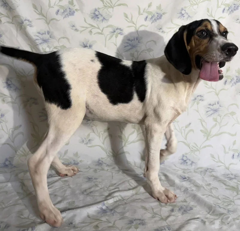 A young large-sized male Treeing Walker Coonhound dog named Copeland for adoption in Wetumpka, AL
