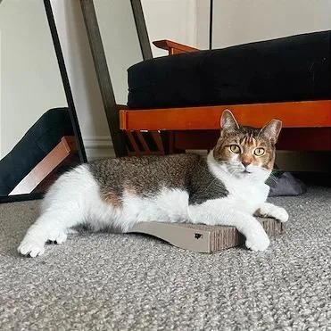 An adult large-sized female Calico Domestic Short Hair cat named Panda for adoption in Gibsonia, PA