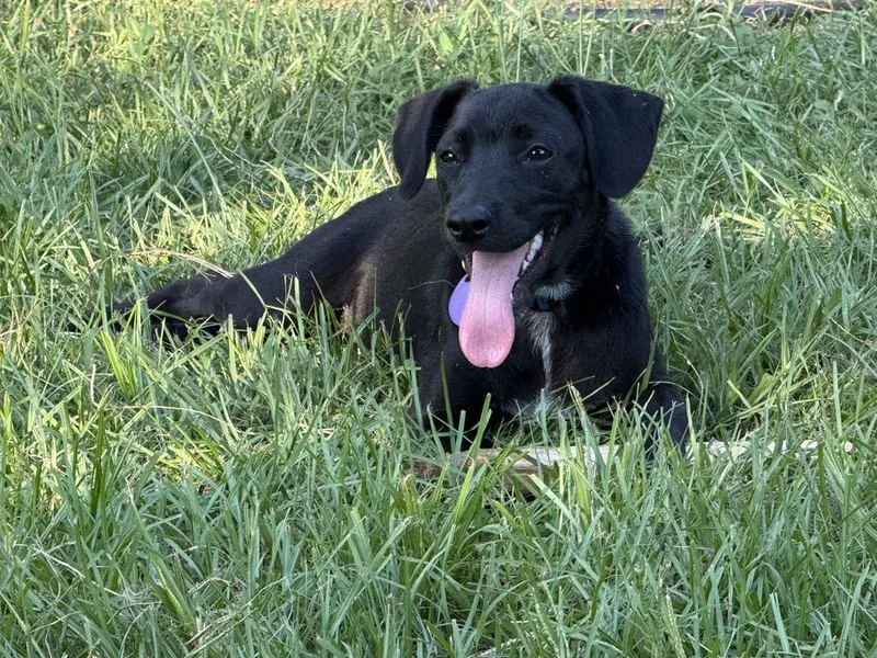A baby medium-sized male Mixed Breed dog named Peanut for adoption in Florence, SC