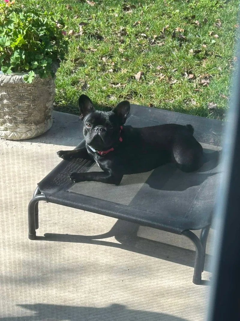 A young small-sized female French Bulldog dog named Penny for adoption in modesto, CA