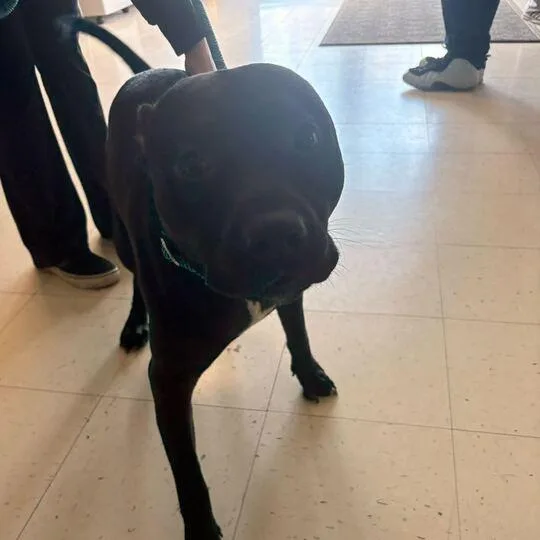 A young small-sized male Black Mixed Breed dog named Steel Ball Run for adoption in Davenport, IA