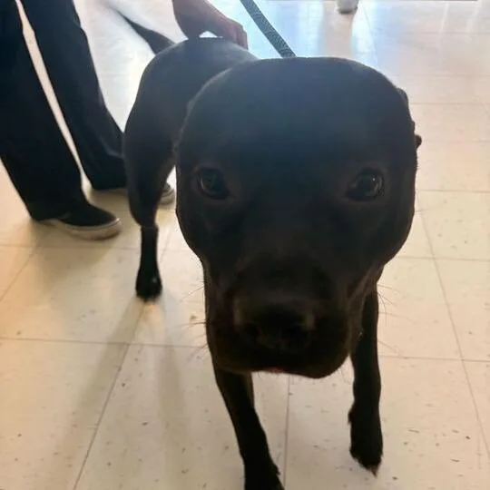 Steel Ball Run thumbnail 2