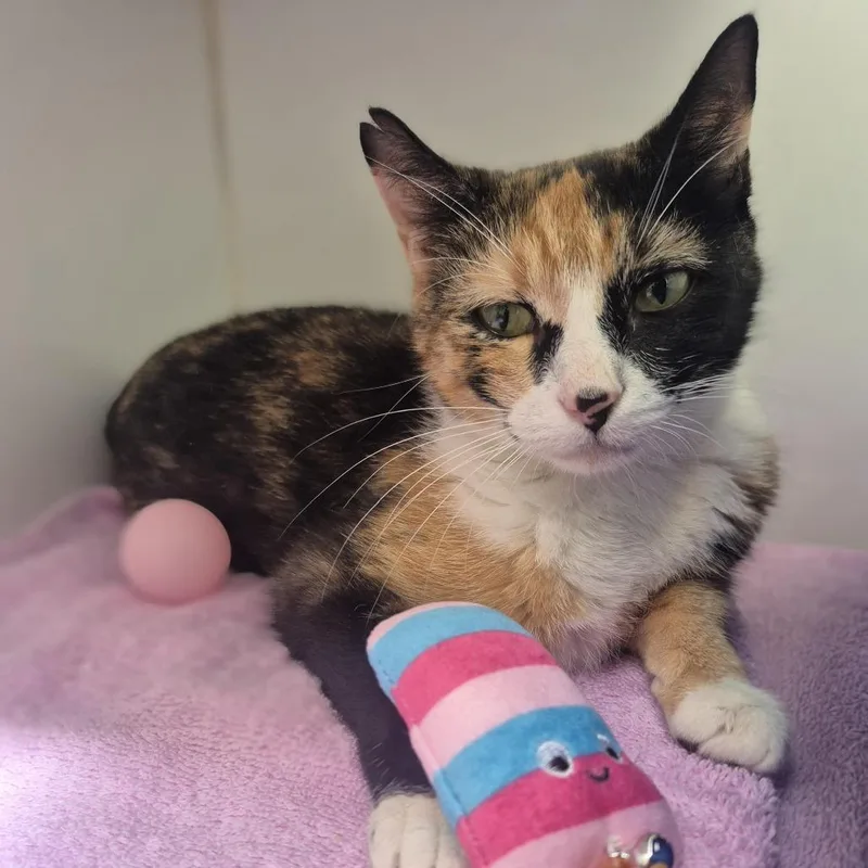 A young medium-sized female Domestic Short Hair cat named Molly for adoption in Newark, NJ