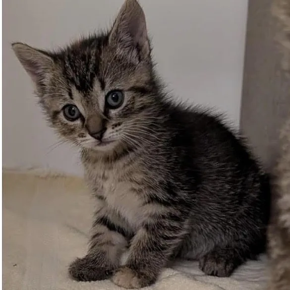 A baby small-sized female Torbie cat named Marmalade And Macie Our for adoption in Marlton, NJ