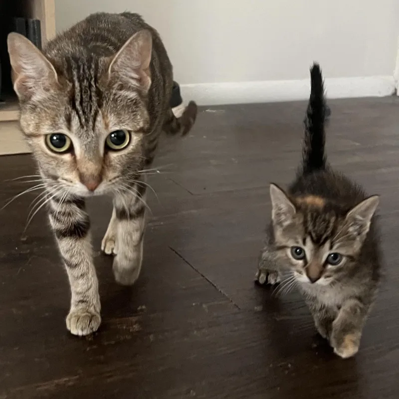 Marmalade And Macie Our thumbnail 5