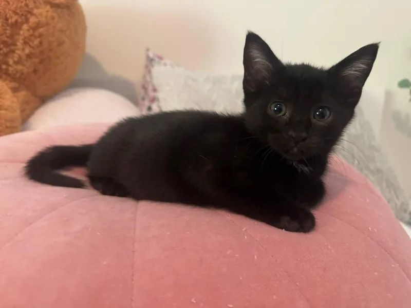 A baby medium-sized female Black Domestic Short Hair cat named Bella for adoption in Sunrise, FL