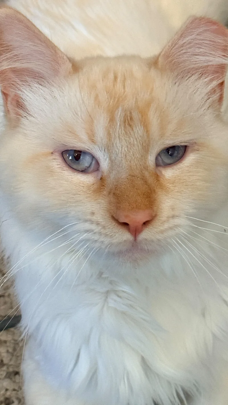 A young large-sized male Flame Point Siamese cat named Ollie for adoption in San Jose, CA