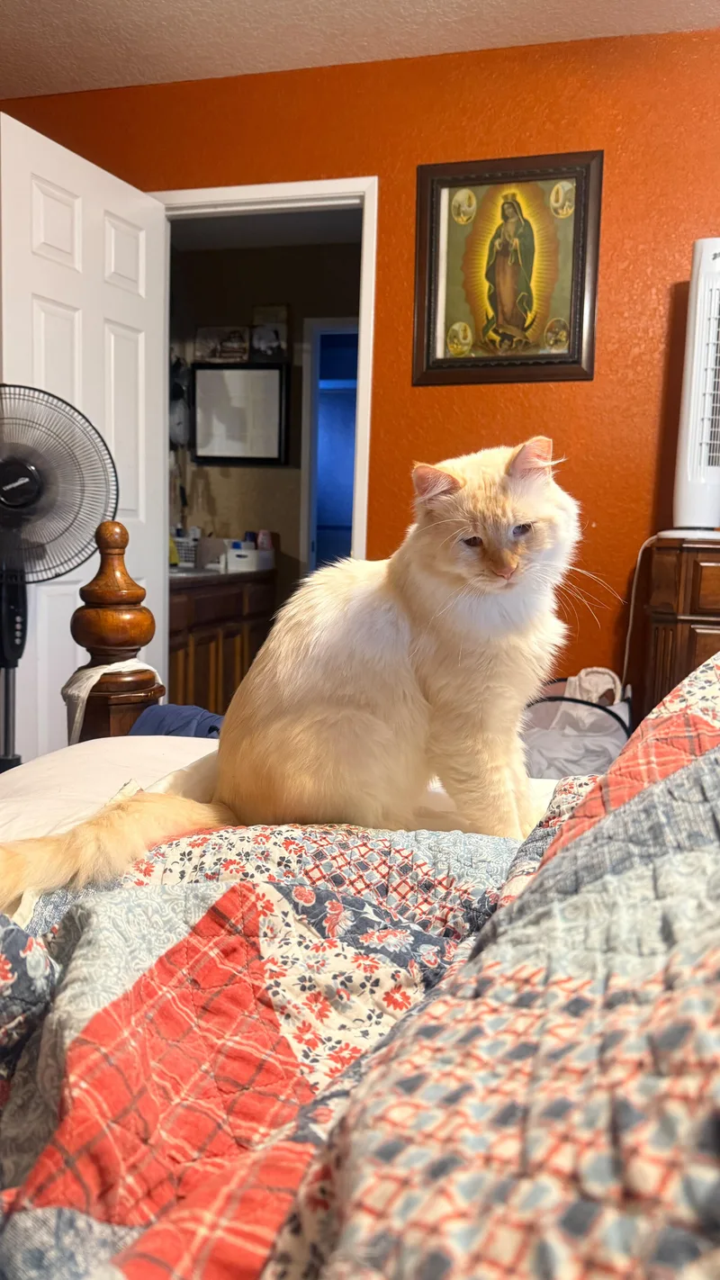 Ollie thumbnail 2