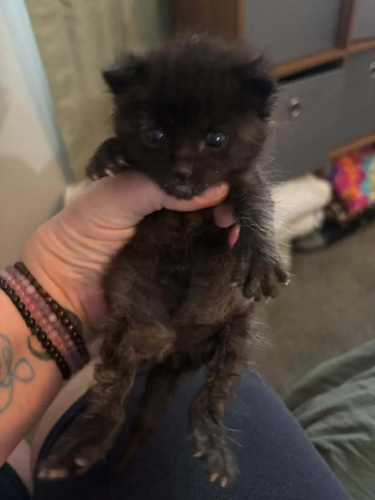 A baby small-sized female Domestic Medium Hair cat named Cricket for adoption in Richland Hills, TX