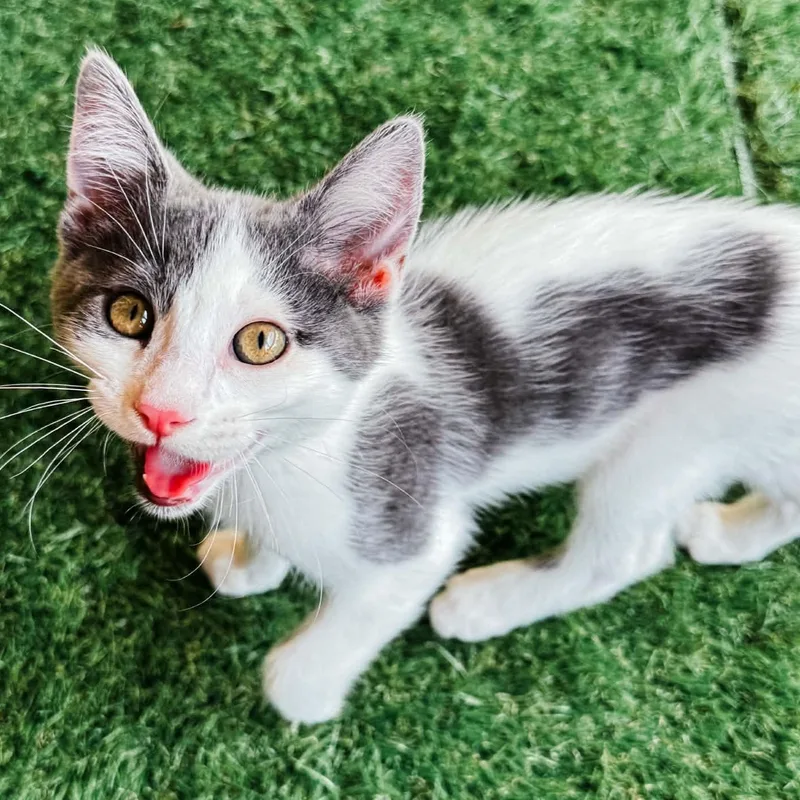 A baby medium-sized male Gray & White Domestic Short Hair cat named Glacier for adoption in Kentwood, MI