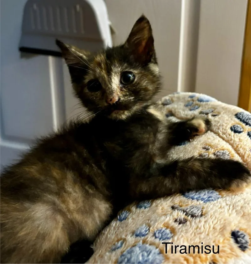 A baby medium-sized female Domestic Short Hair cat named Tiramisu for adoption in Johnson City, TN