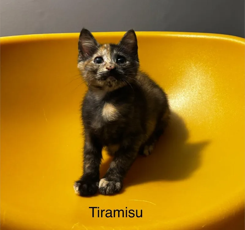 Tiramisu thumbnail 2