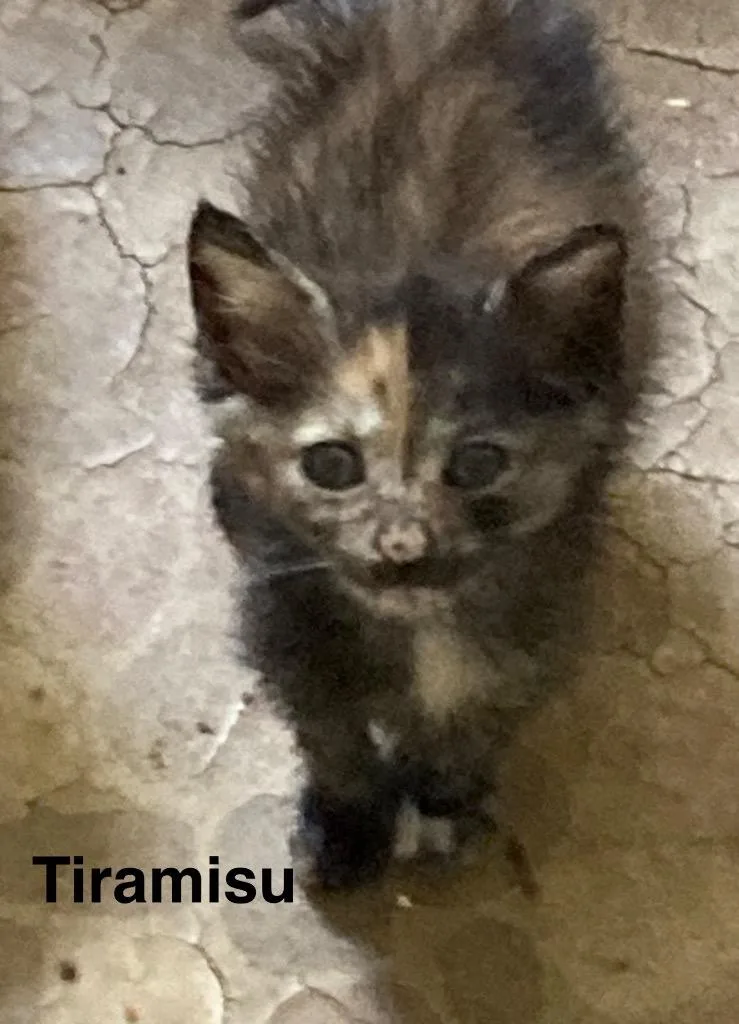 Tiramisu thumbnail 5