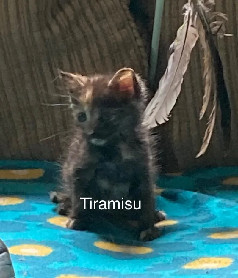 Tiramisu thumbnail 6