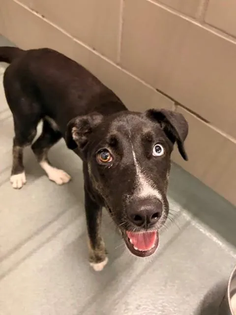 A young small-sized female Labrador Retriever dog named Pearl for adoption in Baytown, TX