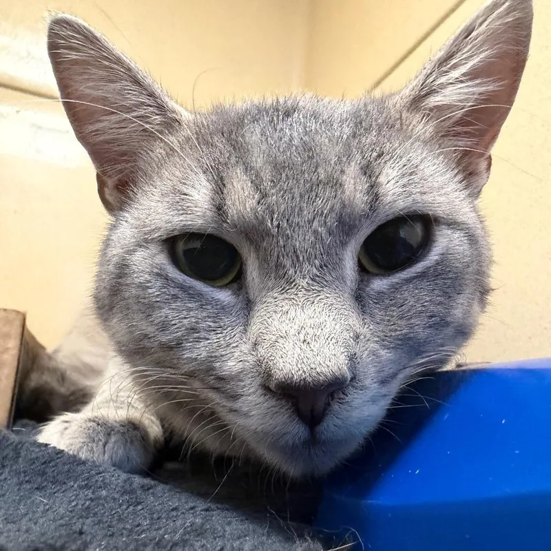 A young medium-sized male Gray / Blue / Silver Domestic Short Hair cat named Clav for adoption in Beckley, WV