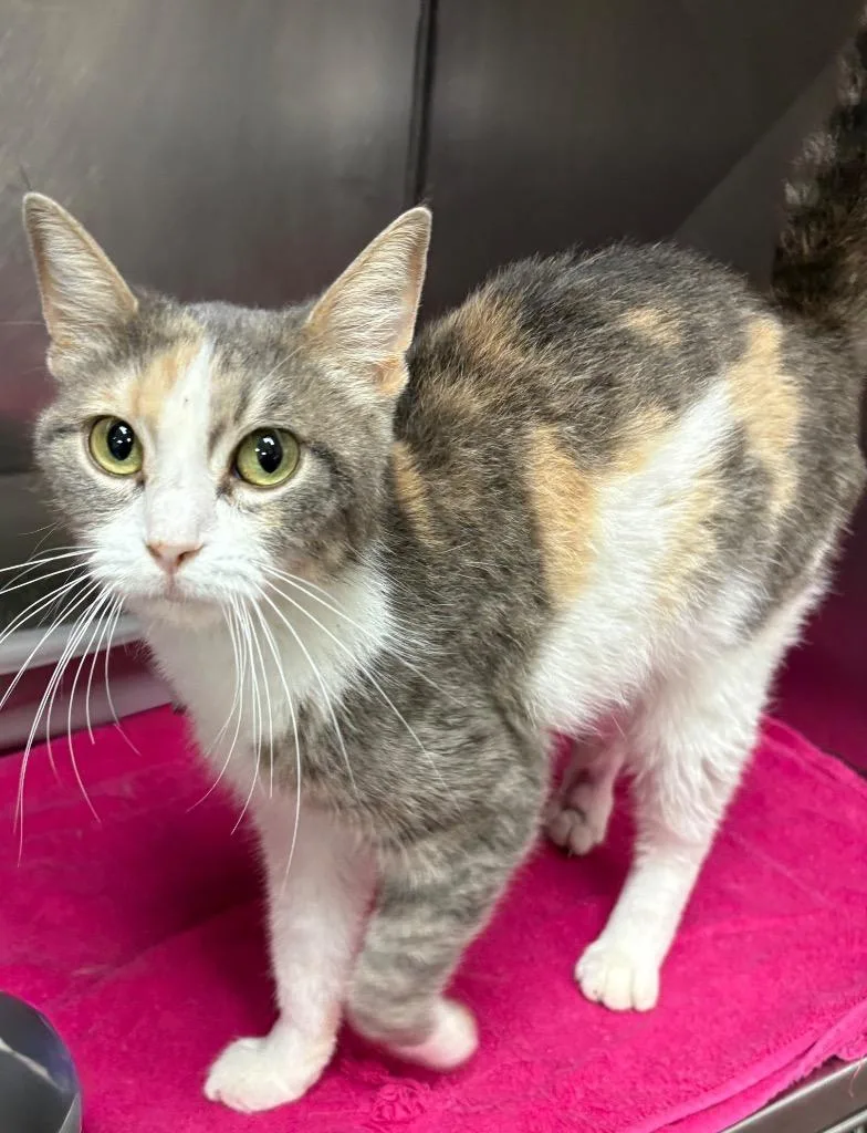A young medium-sized female Domestic Short Hair cat named Pixie for adoption in Little Rock, AR