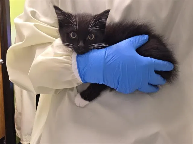A baby small-sized male Domestic Medium Hair cat named Max for adoption in Kent, WA