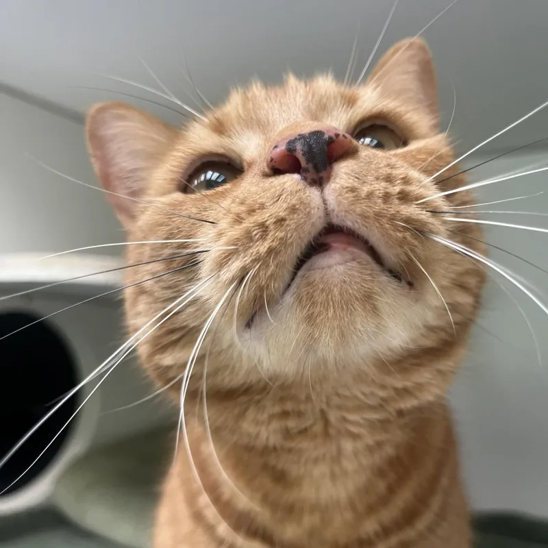 An adult large-sized female Orange / Red Domestic Short Hair cat named Garfiela for adoption in Newark, NJ