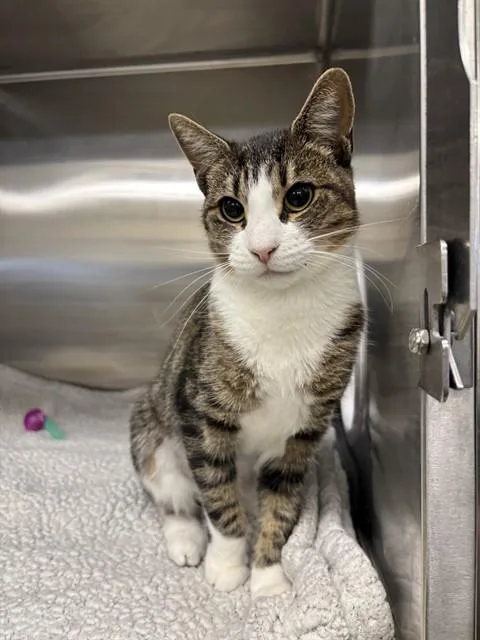 A young medium-sized female Domestic Short Hair cat named Kiki for adoption in Fremont, CA