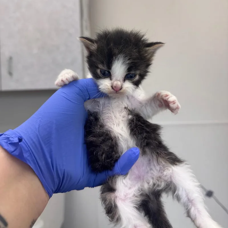A baby small-sized male Black Domestic Short Hair cat named Macgyver for adoption in Columbiana, AL