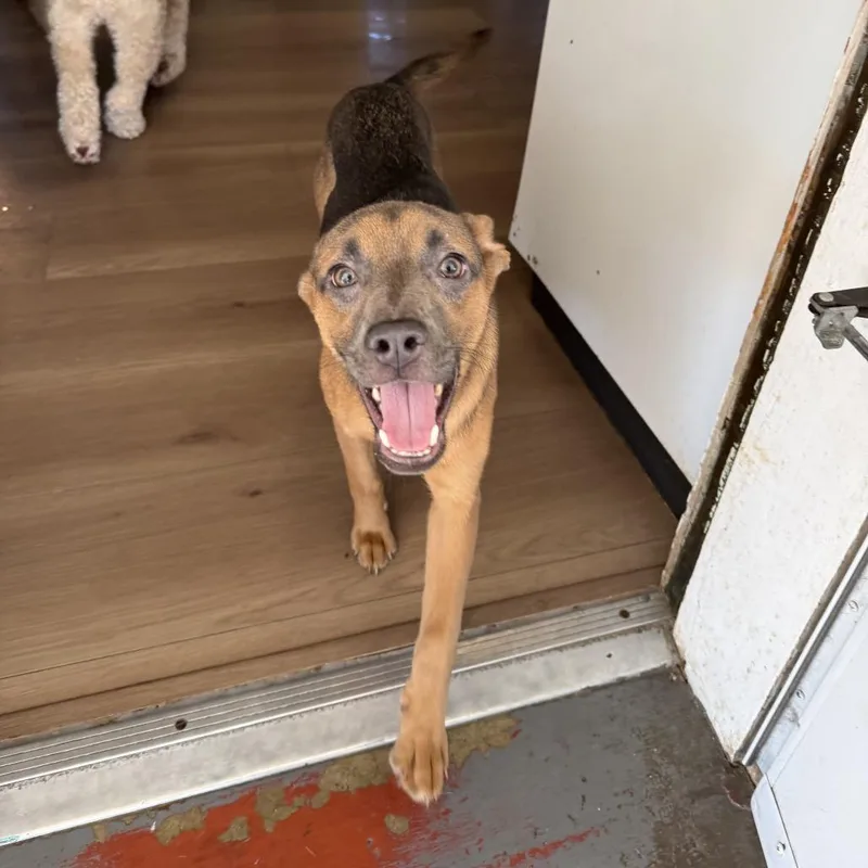Heidi