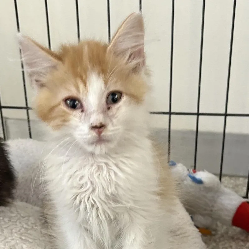 A baby small-sized male Orange / Red Domestic Short Hair cat named Fried Rice for adoption in Kanab, UT