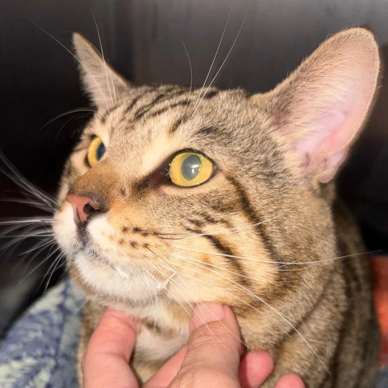 An adult large-sized male Domestic Short Hair cat named Frog for adoption in Evensville, TN