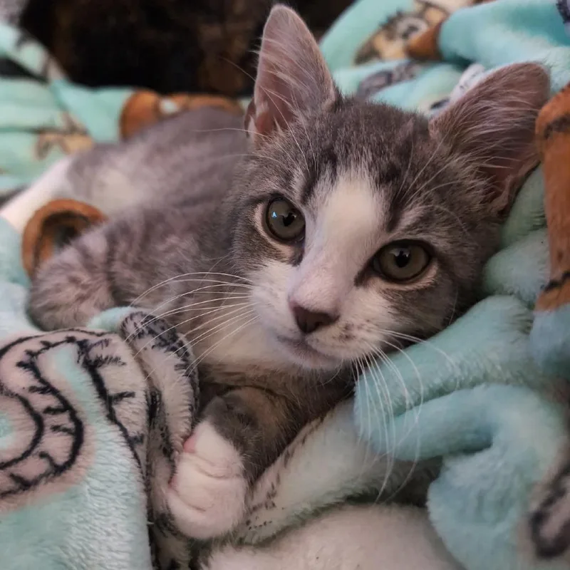 A baby small-sized male Gray / Blue / Silver Domestic Short Hair cat named Peeps for adoption in York, PA