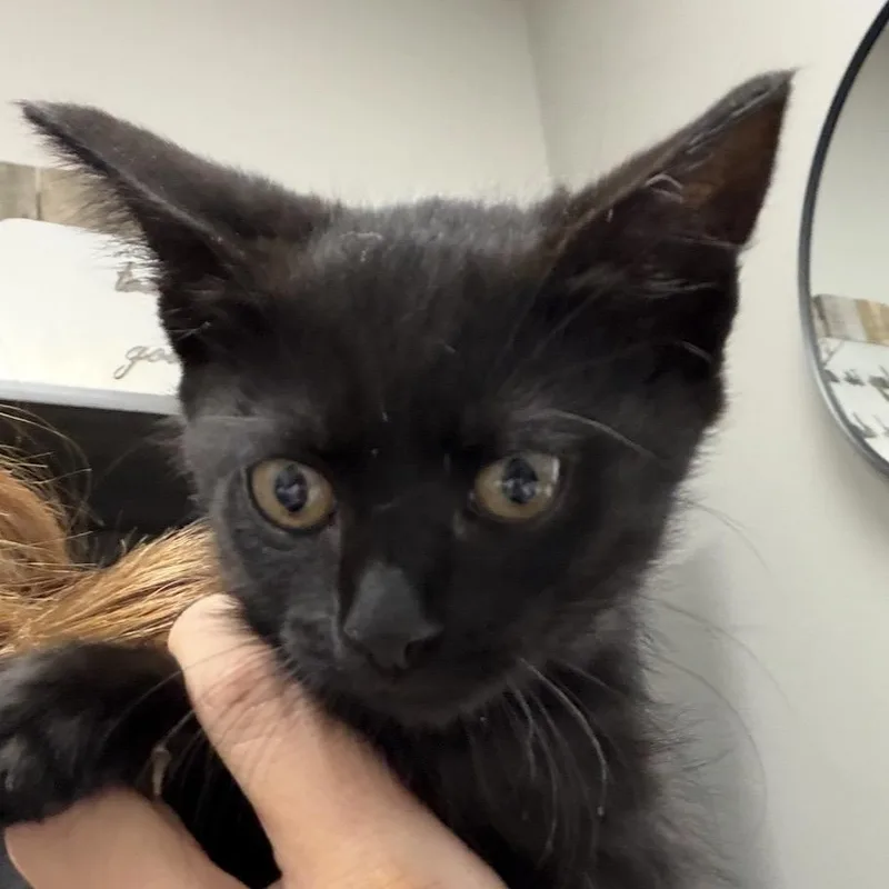 A baby small-sized female Black Domestic Short Hair cat named Frankie for adoption in Midland, TX