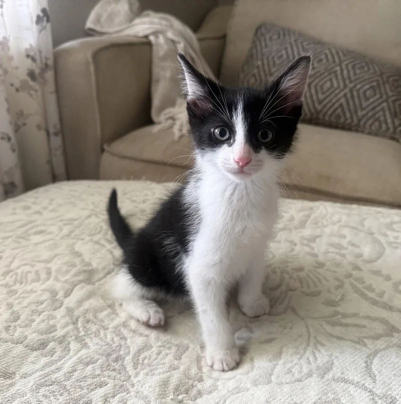 A baby medium-sized male Tuxedo cat named Bandit for adoption in Fenton, MO