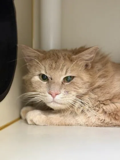An adult medium-sized male Domestic Long Hair cat named Tubi for adoption in Fairfax, VA