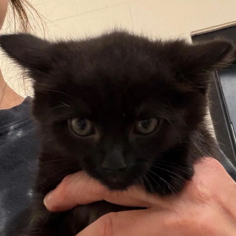 A baby small-sized male Black Domestic Short Hair cat named Grizzly for adoption in Zanesville, OH