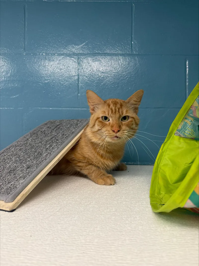 An adult medium-sized male Tabby (Orange / Red) Domestic Long Hair cat named Frankenberry for adoption in Yorkville, IL