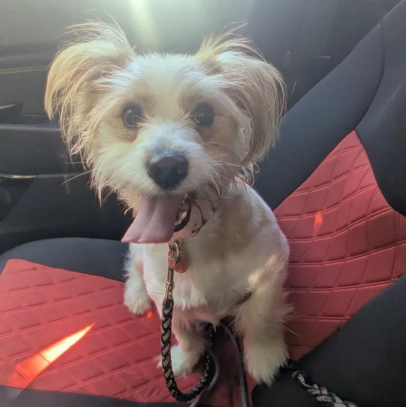 A young small-sized male Jack Russell Terrier dog named Frank for adoption in Indianola, IA