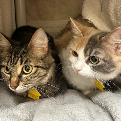 A young medium-sized female Brown / Chocolate Domestic Medium Hair cat named Iris for adoption in Springfield, MA