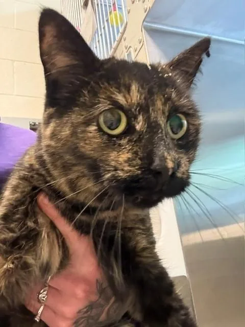 An adult medium-sized female Domestic Short Hair cat named Fae for adoption in Brighton, CO