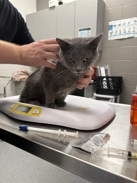 A young small-sized male Domestic Short Hair cat named Casper for adoption in Indianapolis, IN