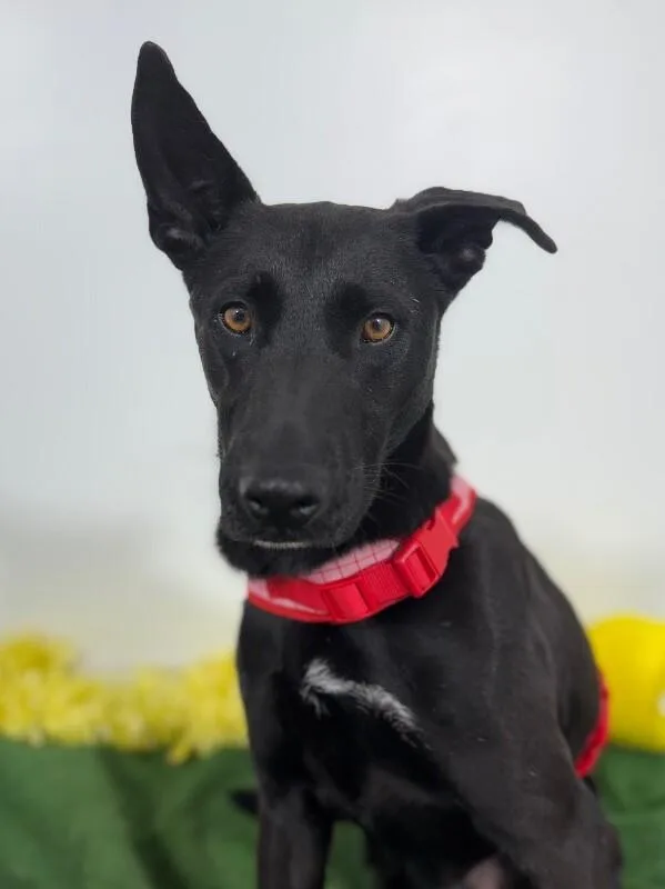 A young medium-sized male Black Labrador Retriever dog named Roscoe for adoption in Carlsbad, CA