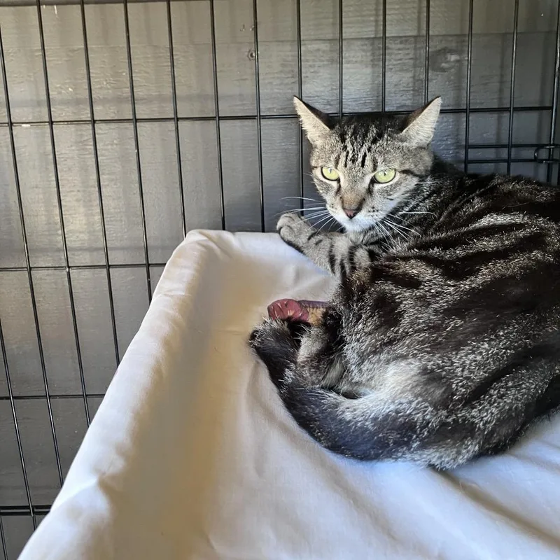 A young medium-sized female Black Domestic Short Hair cat named Dolphin for adoption in Freeport, FL