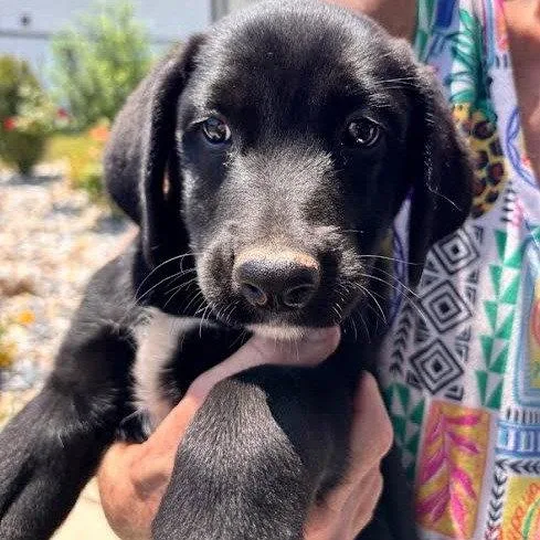 A young medium-sized male Labrador Retriever dog named Onyx Months Male for adoption in Sterling, MA