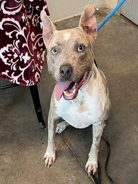 A young large-sized male Catahoula Leopard Dog dog named Niko for adoption in Tavares, FL