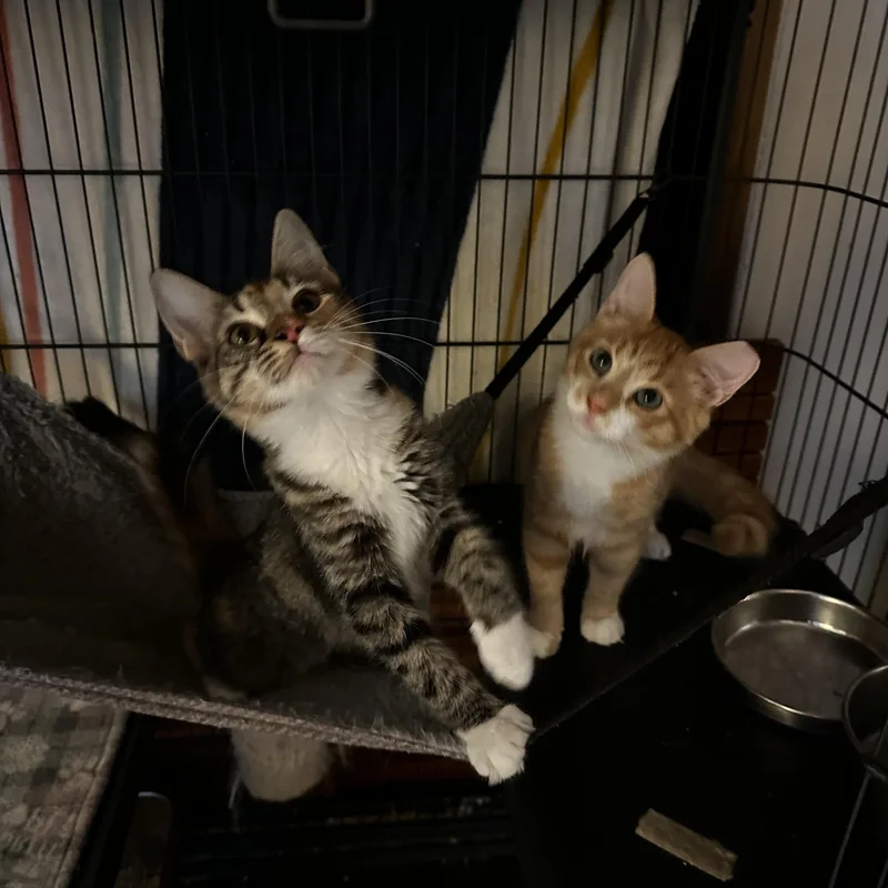A baby medium-sized female Domestic Medium Hair cat named Bonnie for adoption in Suffolk, VA